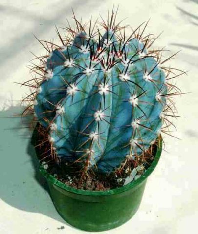 Melocactus_azureus